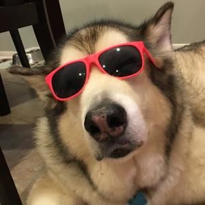 Meet your Posher, Noel